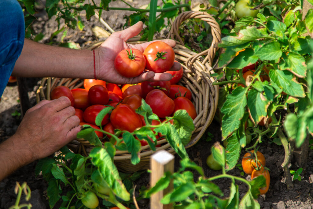 a farmer harvests tomatoes in the garden. selective focus.