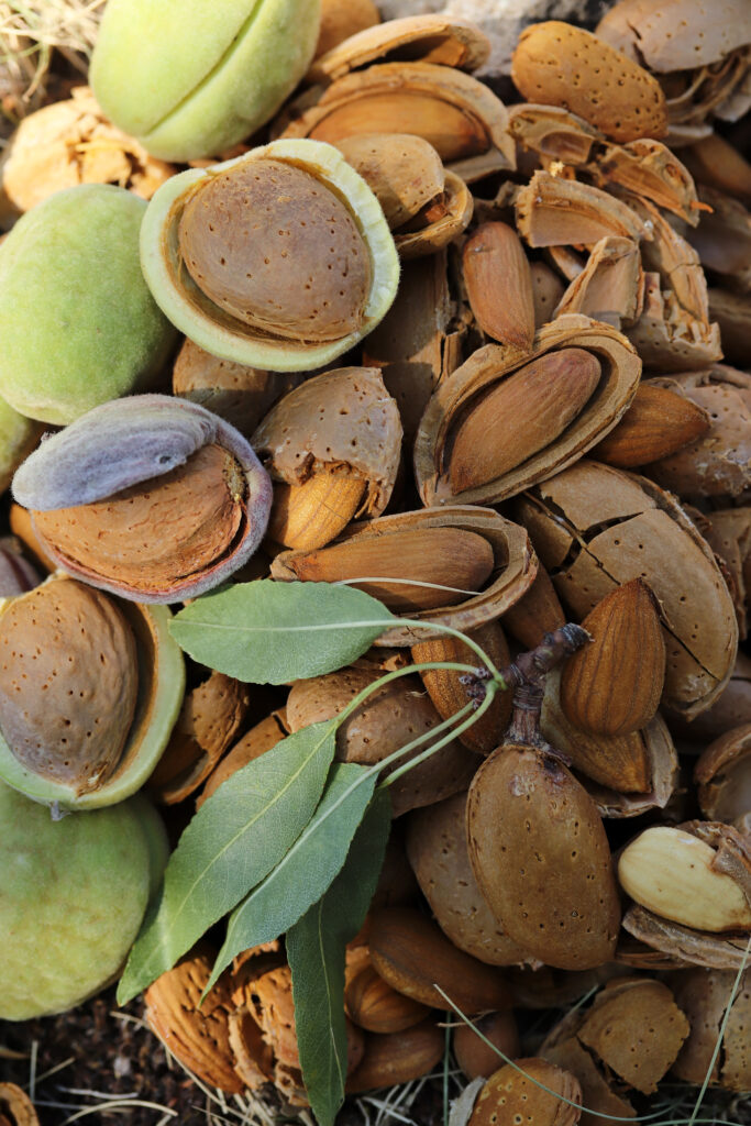 almond harvest time broken almonds almond harvest time broken almonds