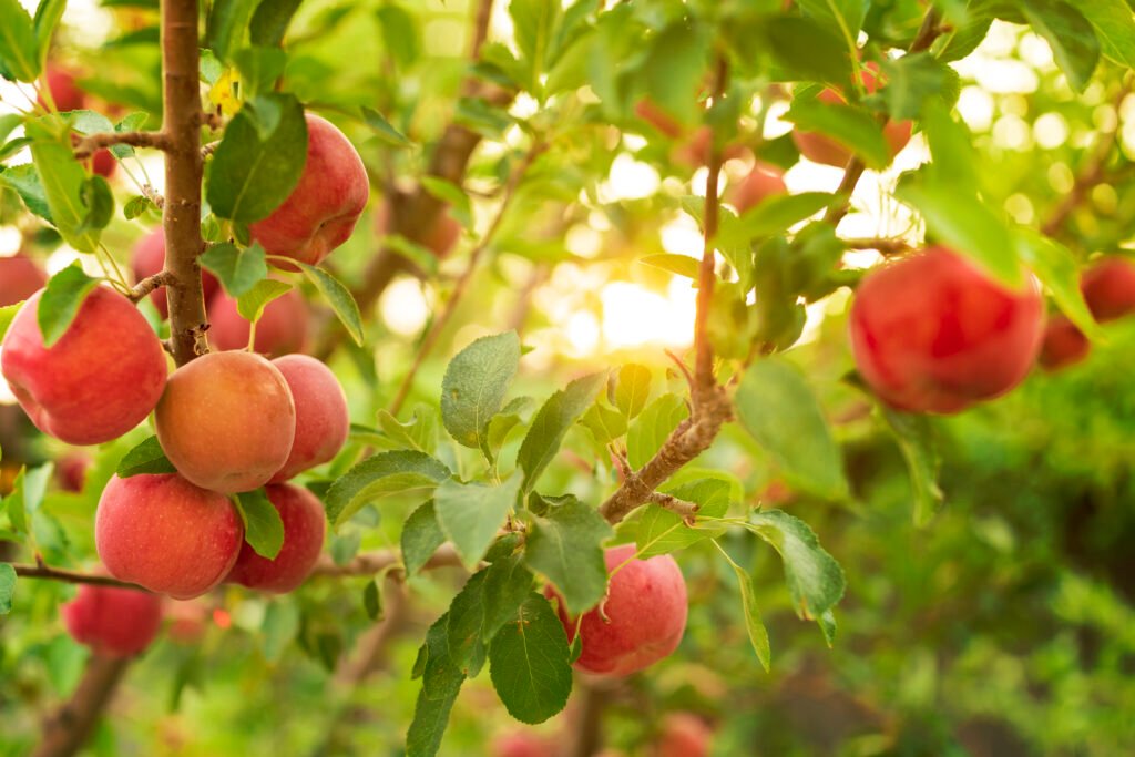 apple tree 2025 01 29 03 39 24 utc apple tree 2025 01 29 03 39 24 utc