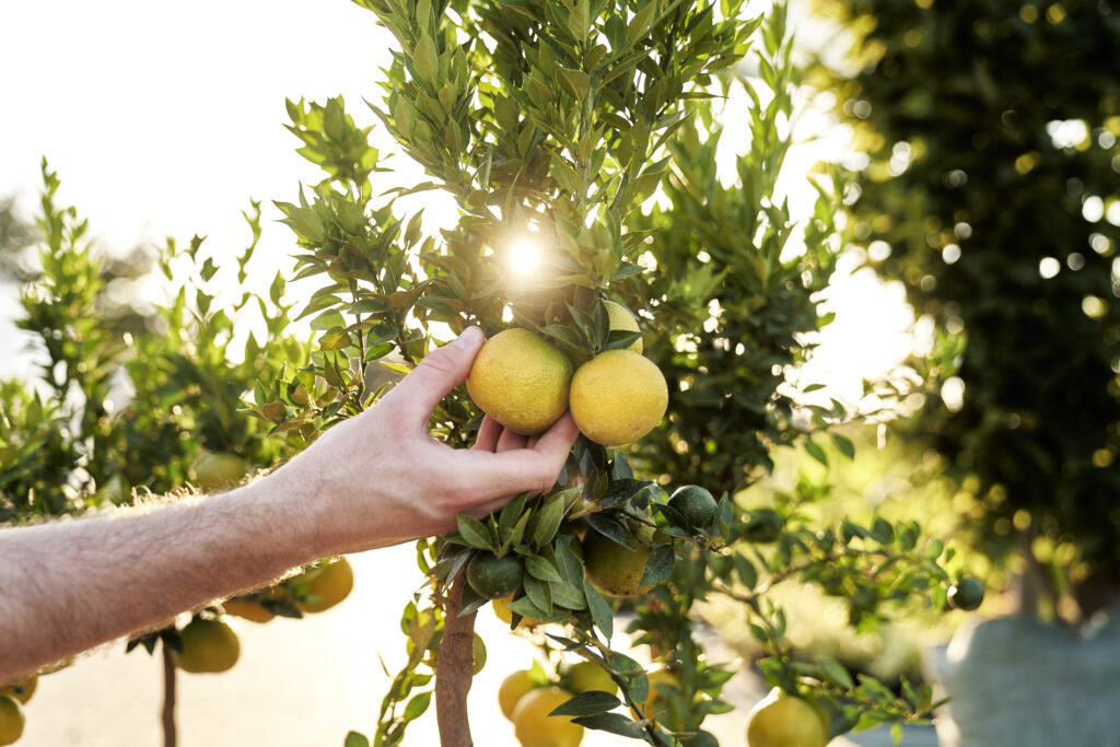 hand collecting lemon fruit from the tree